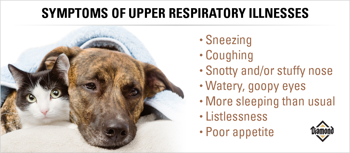 An interior graphic detailing a list of symptoms for upper respiratory illnesses.