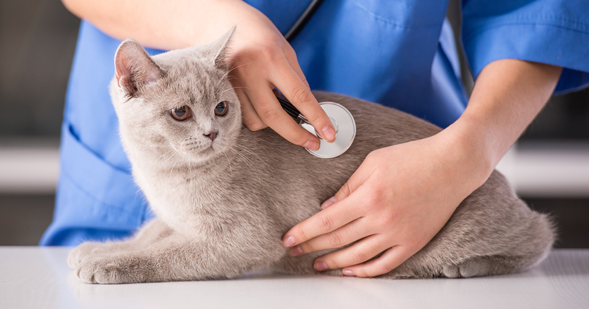 A Cat at the Vet's Office | Diamond Pet Foods