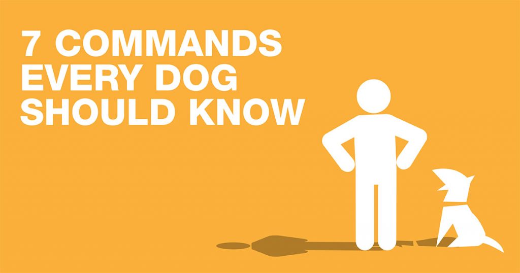 Seven Commands Every Dog Should Know Diamond Pet Foods