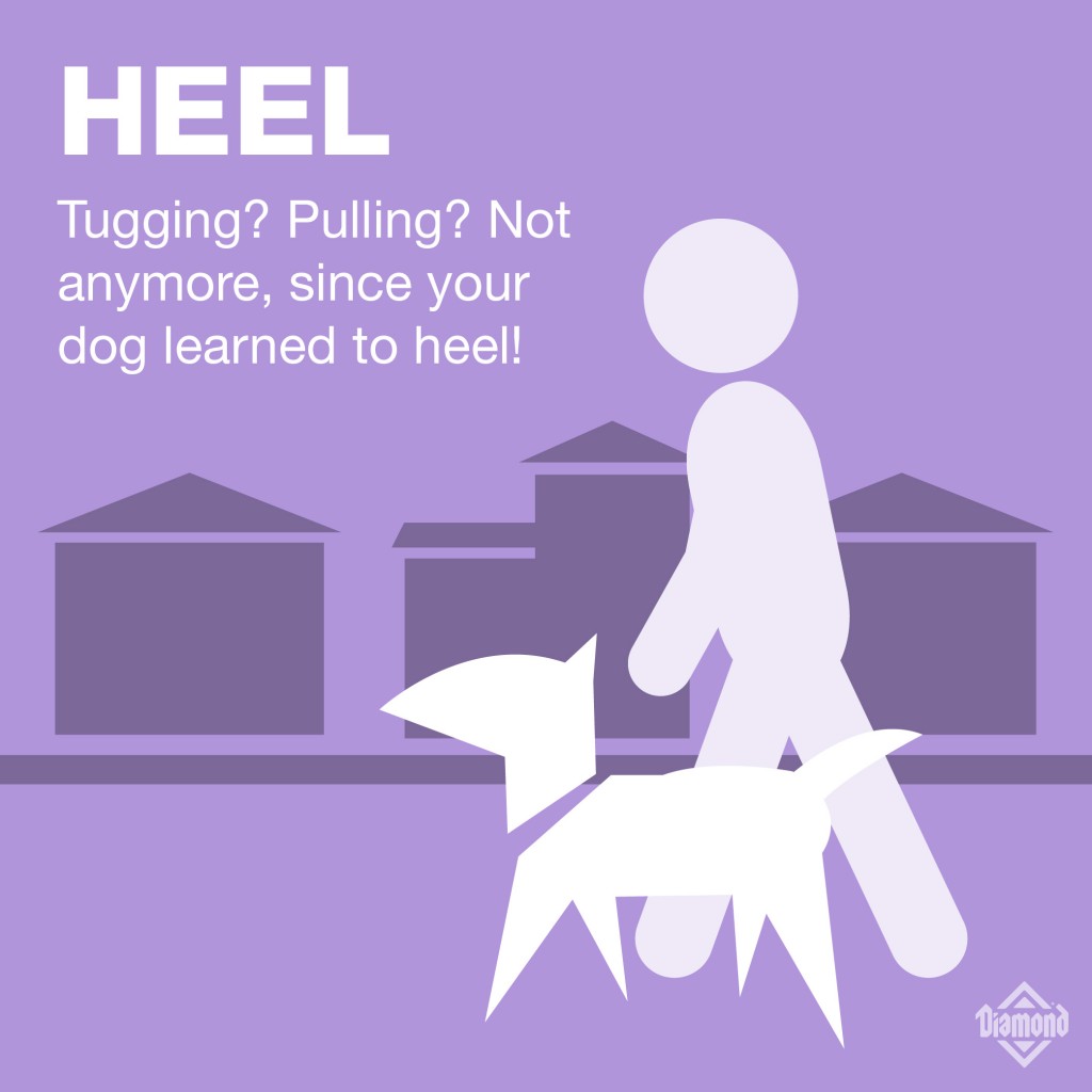 Heel: Tugging? Pulling? Not anymore, since your dog learned to heel! | A graphic of a person walking with their dog in a neighborhood | Diamond Pet Foods