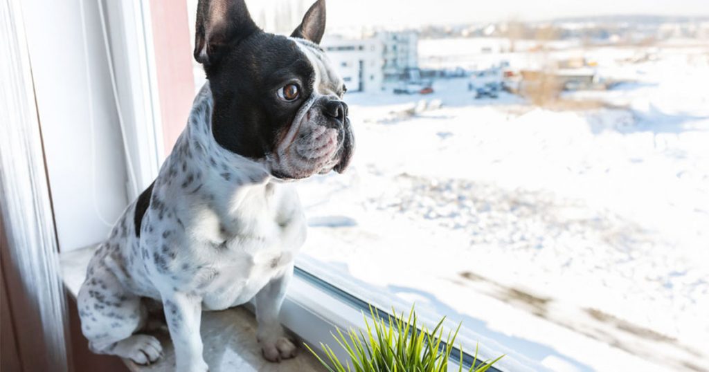 Living With Pets in Small Spaces | Diamond Pet Foods