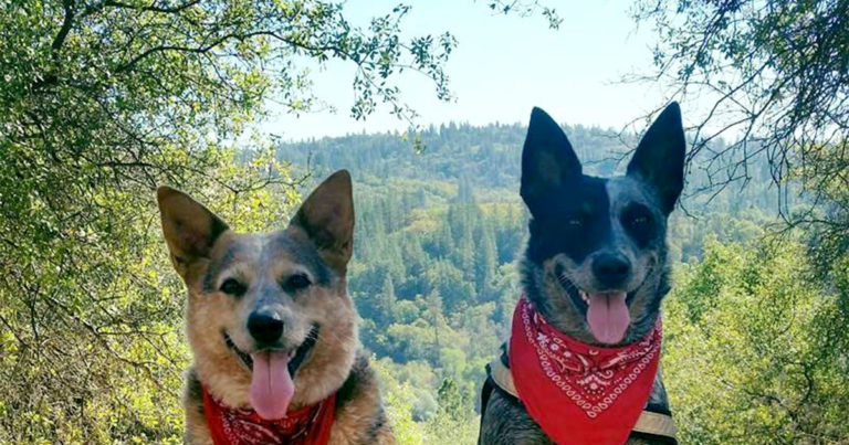 Two dogs wearing red bandanas and smiling in front of a landscape of trees on a sunny day.