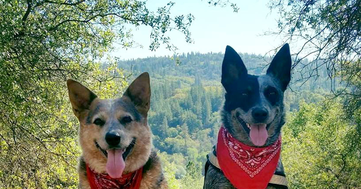 Two dogs wearing red bandanas and smiling in front of a landscape of trees on a sunny day.