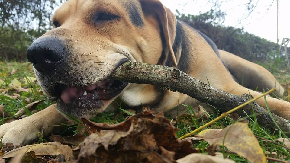 A tan and black dog lying on the ground chewing on a stick.