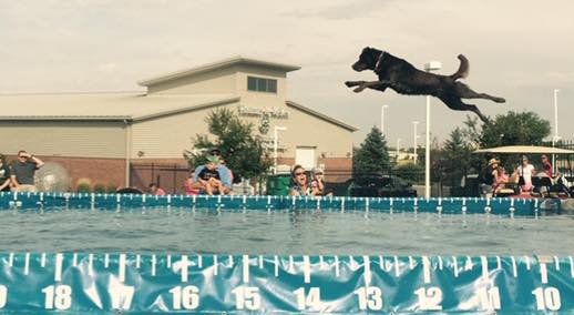 A black dog soaring through the air over water at a long jump competition.