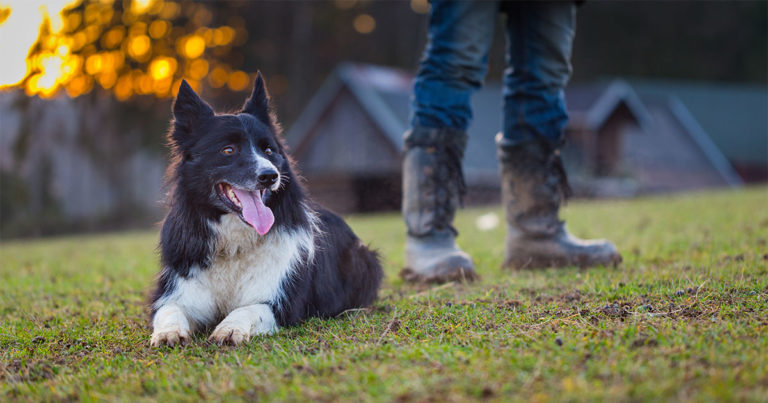 Dog with Farmer Outside | Diamond Pet Foods