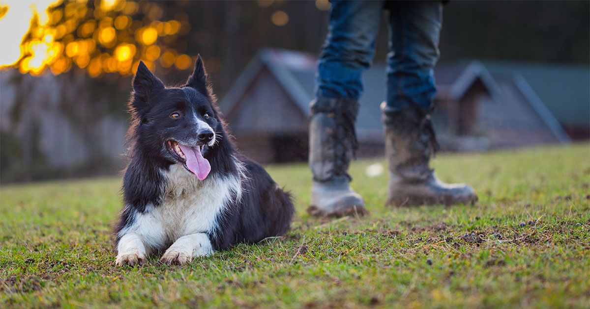Dog with Farmer Outside | Diamond Pet Foods