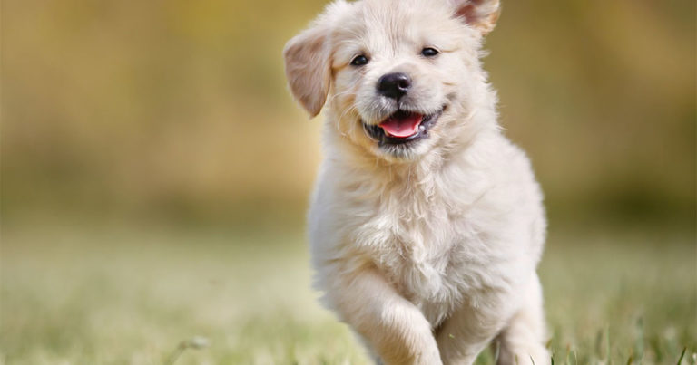 A young puppy running through the grass outside.