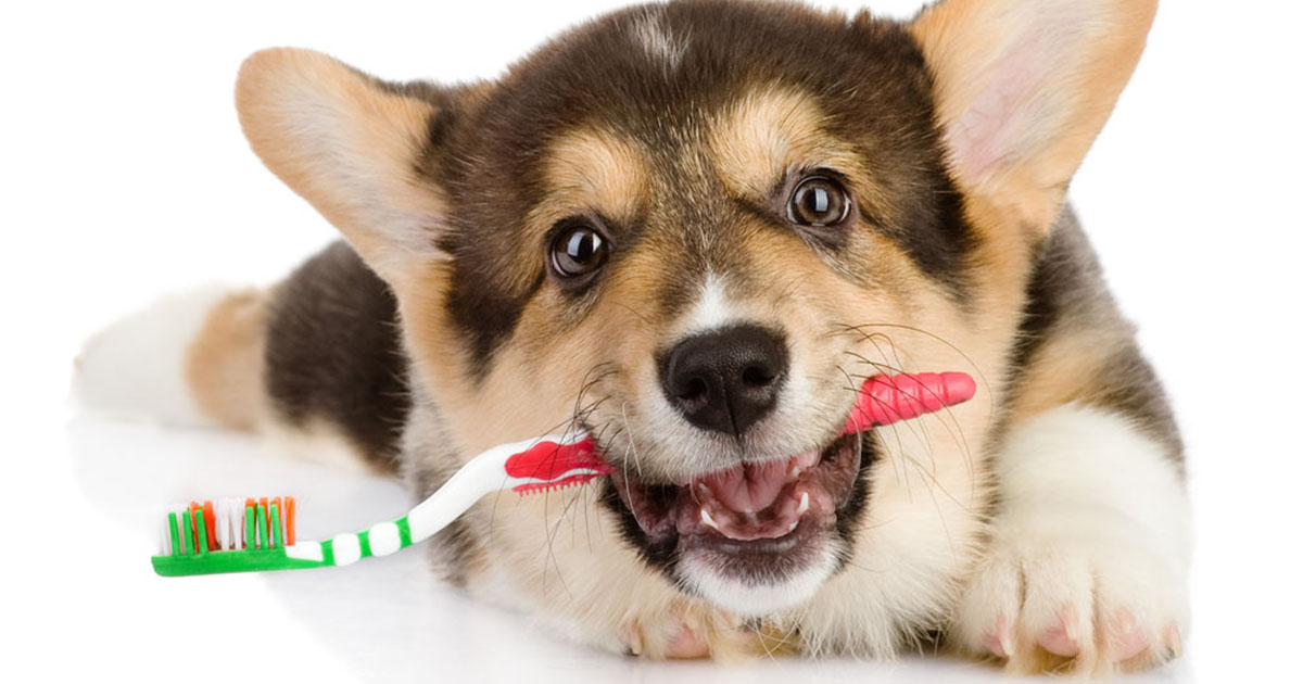 Puppy Playing with a Toothbrush | Diamond Pet Foods