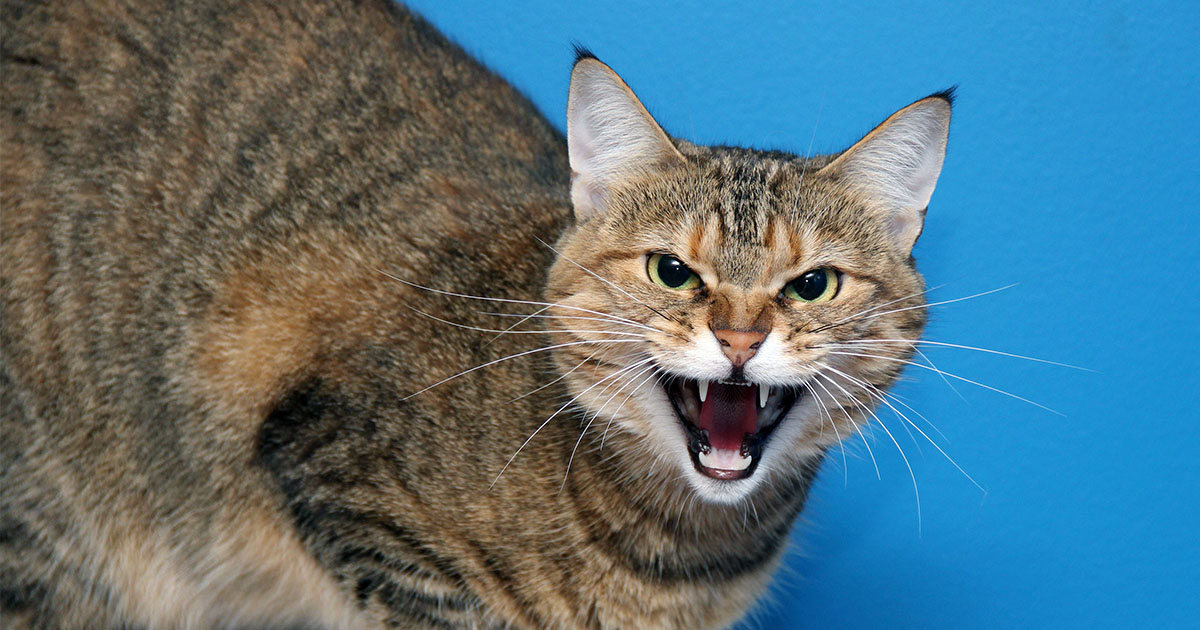 An angry cat scowling and hissing.