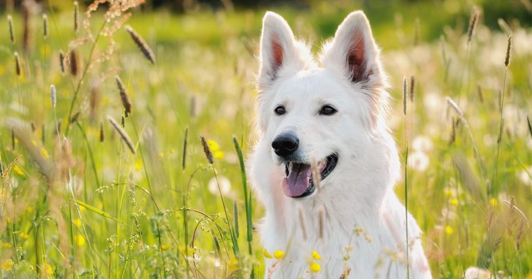 Dog Sitting on a Wildflower Field | Diamond Pet Foods