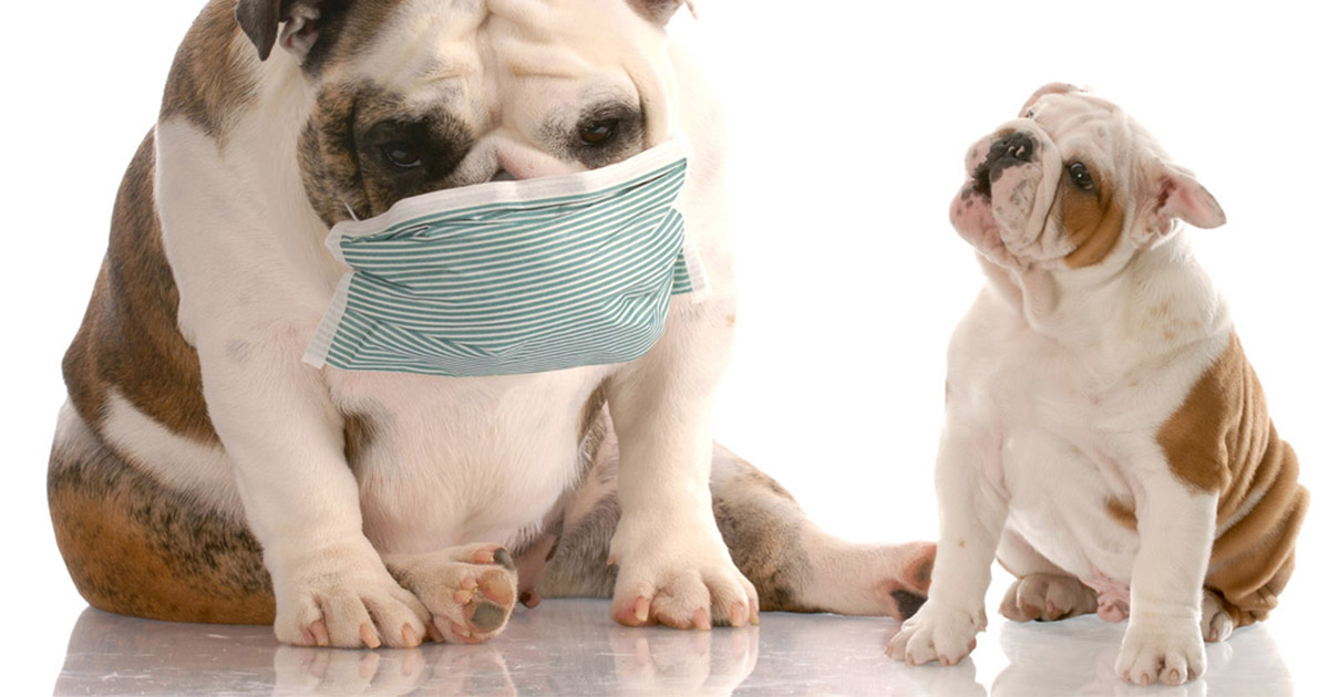 A bulldog wearing a mask and sitting on the floor next to a young bulldog puppy.