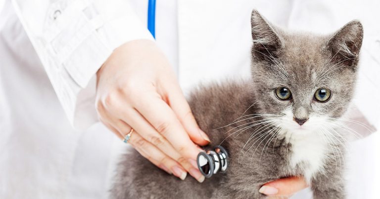 A veterinarian holding a stethoscope up to the chest of a small kitten.