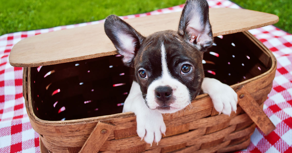 A small Boston terrier peeking its head out of a picnic basket.