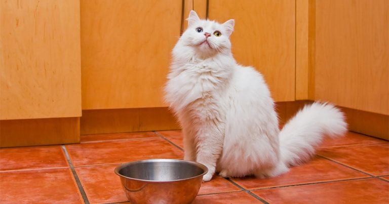 White House Cat Waiting to Be Fed | Diamond Pet Foods