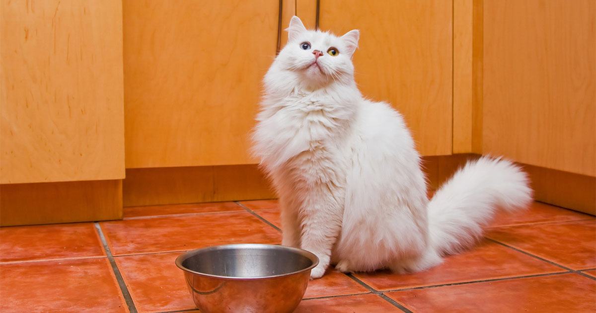 White House Cat Waiting to Be Fed | Diamond Pet Foods