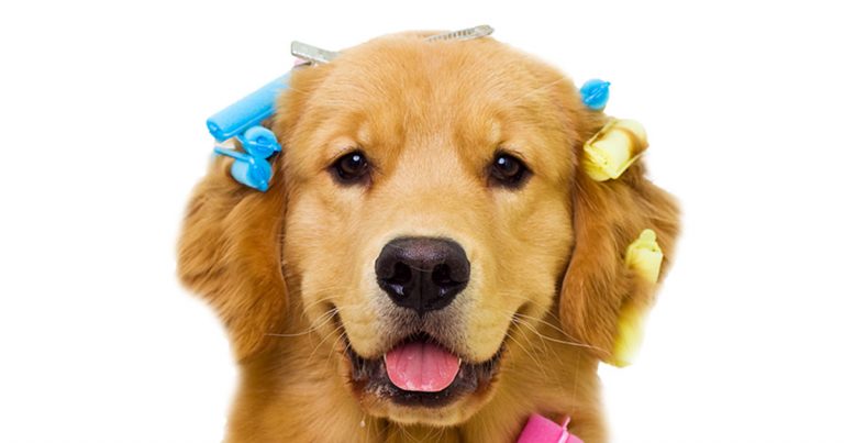 Funny Golden Retriever Puppy Wearing Hair Rollers | Diamond Pet Foods