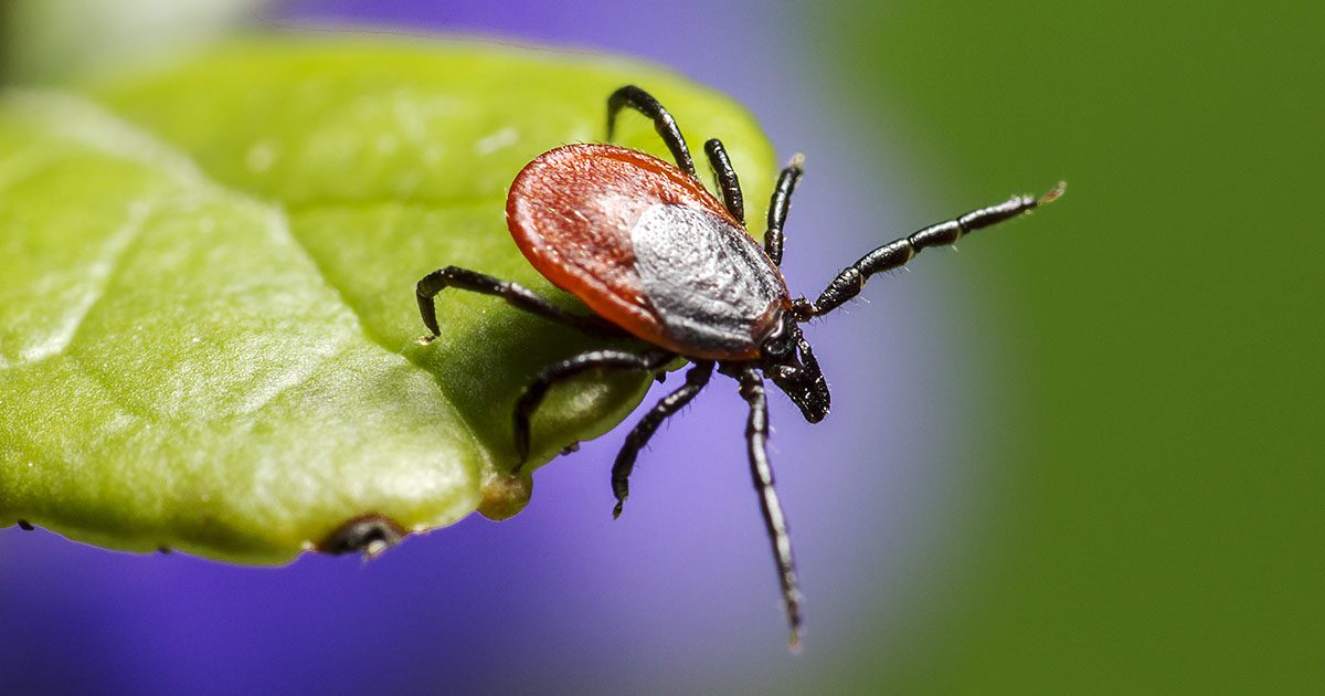A close-up of a tick standing on a leaf.