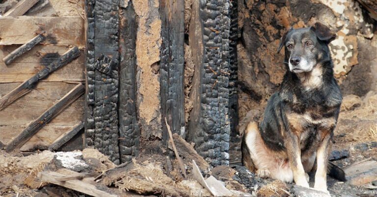A dog sitting outside of a burned structure surrounded by wood and debris.