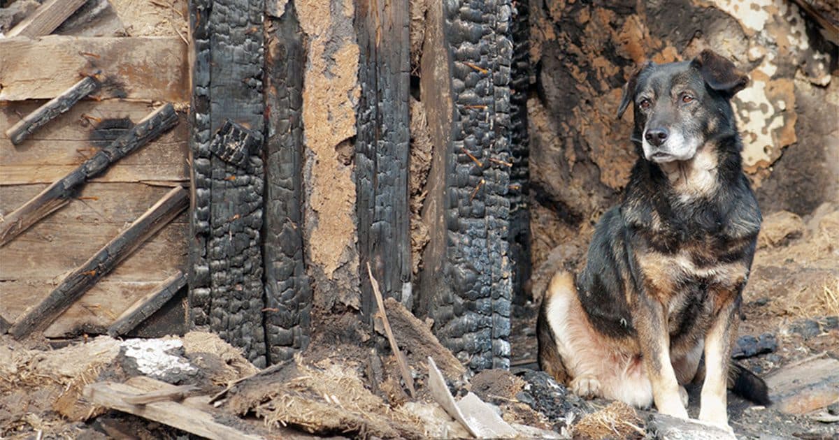 A dog sitting outside of a burned structure surrounded by wood and debris.