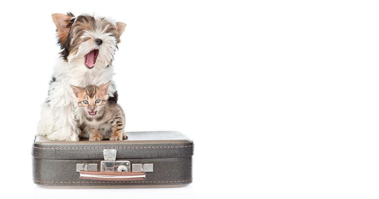 A small white dog and a young kitten standing on top of a suitcase.
