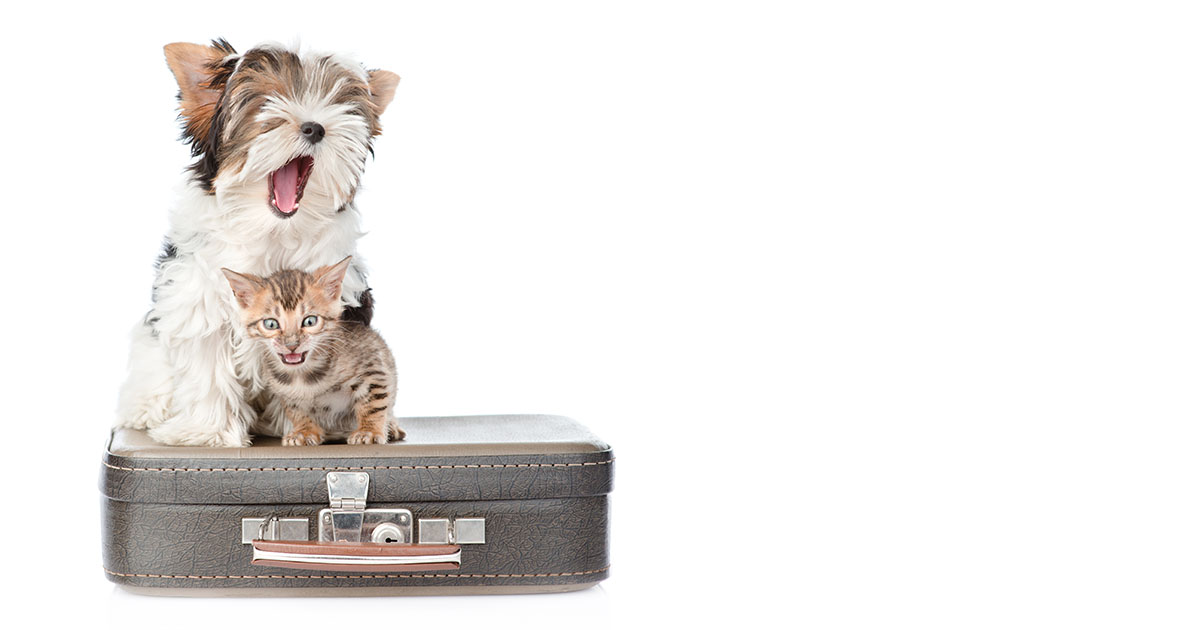 A small white dog and a young kitten standing on top of a suitcase.