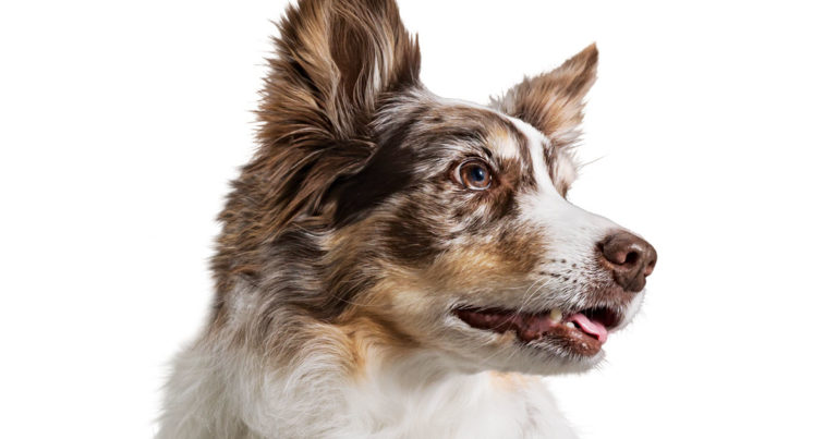 A close-up of a dog looking off in the distance.