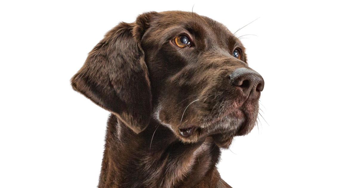 Close-Up of Labrador Retriever Dog Face | Diamond Pet Foods
