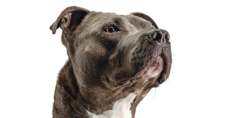 A close-up of a dog staring upward.