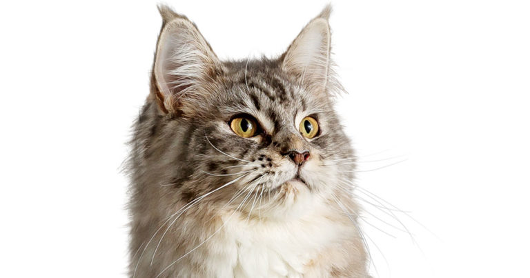 Close-Up of Domestic Longhair Cat Face | Diamond Pet Foods