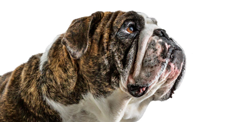 Close-Up of Old English Bulldog Face | Diamond Pet Foods
