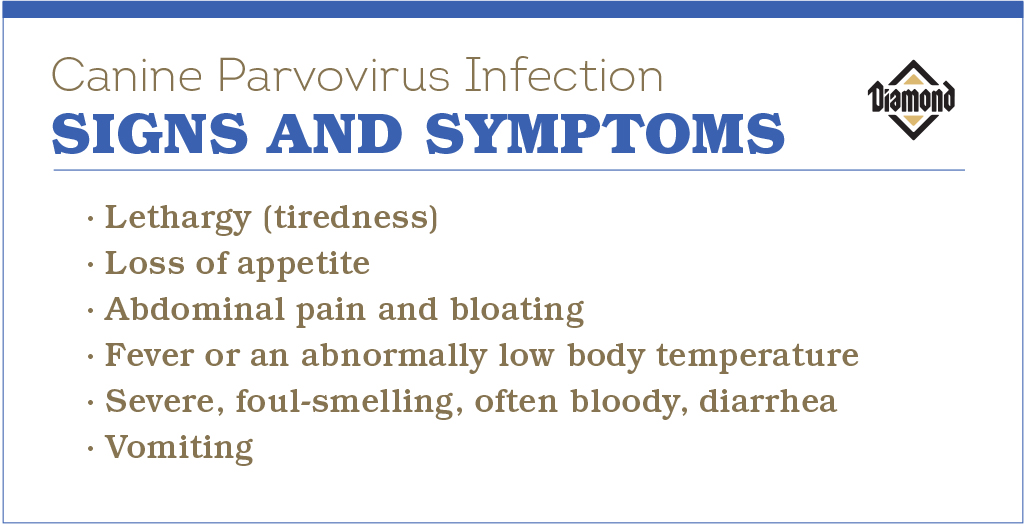 Canine Parvovirus Infection Signs and Symptoms | Diamond Pet Foods