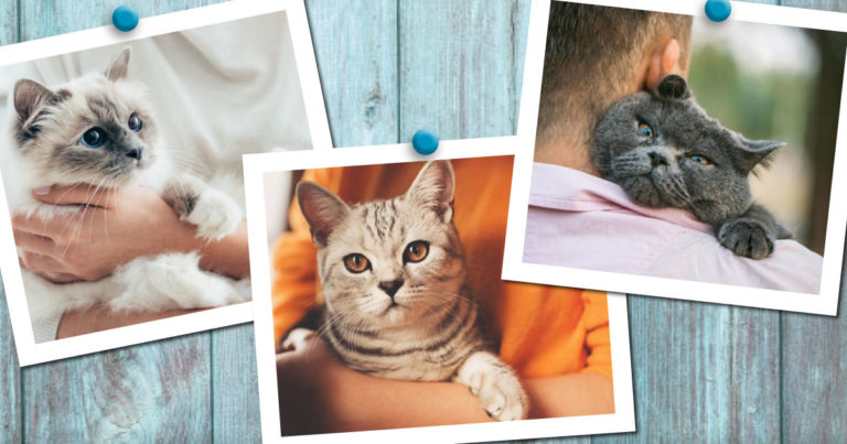Three different Polaroid pictures of different cats being held by their owners.