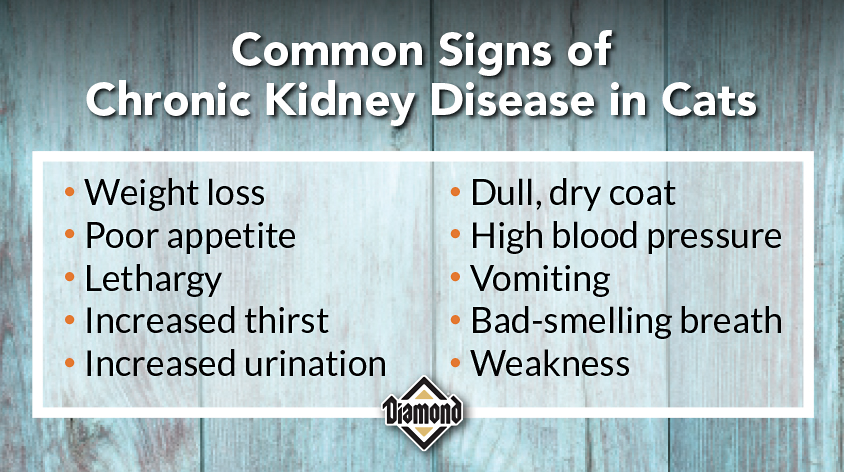 An interior graphic listing 10 of the most common signs of chronic kidney disease in cats.