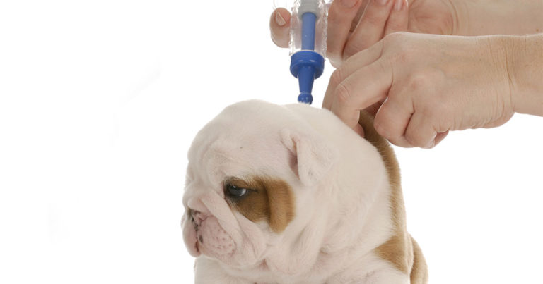 Puppy Being Vaccinated | Diamond Pet Foods