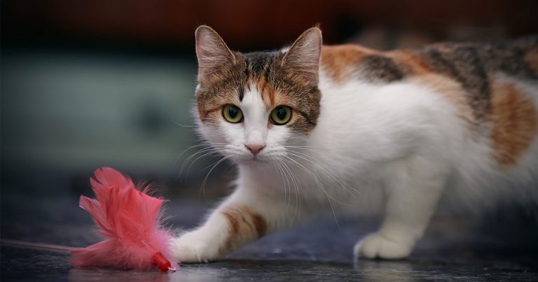 A cat crouching down to play with a cat toy on the floor.
