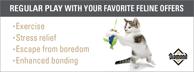 An interior graphic listing some of the benefits of playing regularly with your cat.