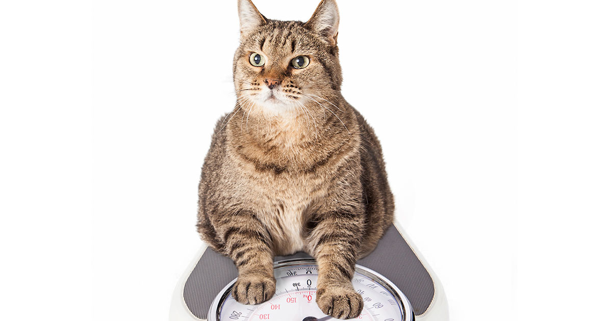 Cat Sitting on a Scale | Diamond Pet Foods