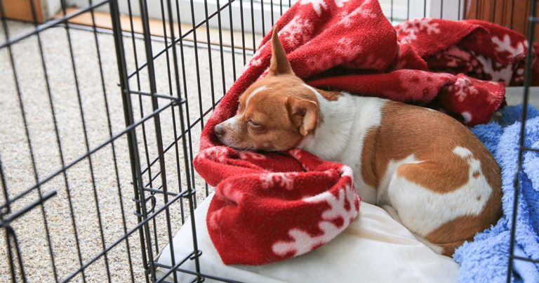Chihuahua Dog Resting Inside Crate | Diamond Pet Foods