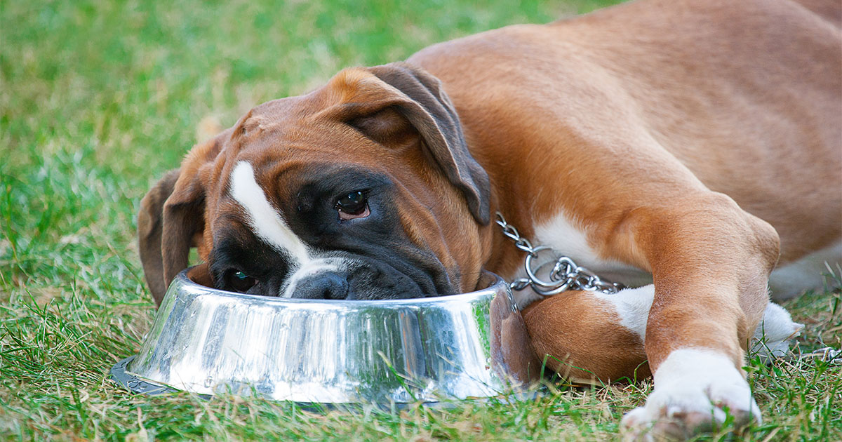 Dog Resting Its Face in Empty Food Bowl | Diamond Pet Foods