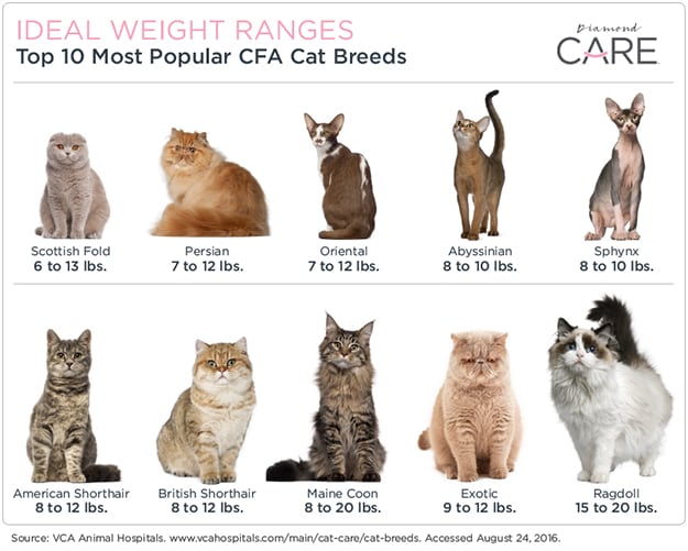 chubby cat breeds