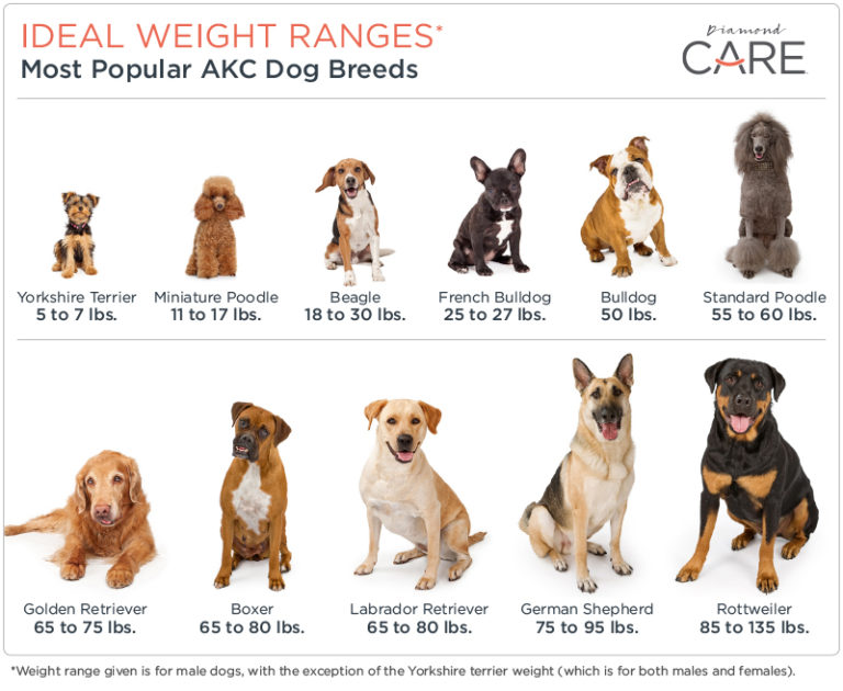 How to Determine if Your Dog Is Overweight Diamond Pet Foods