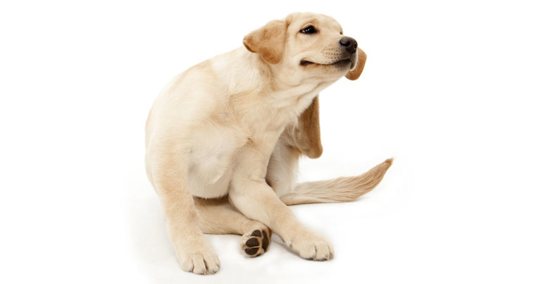 A close-up of a young puppy itching behind its ear.
