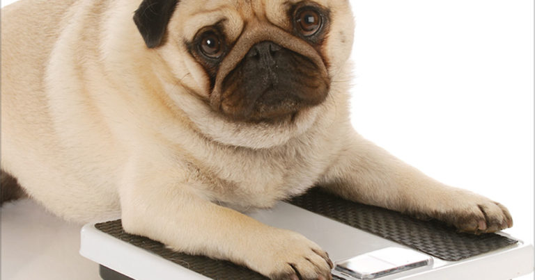 Overweight Pug on Scale | Diamond Pet Foods