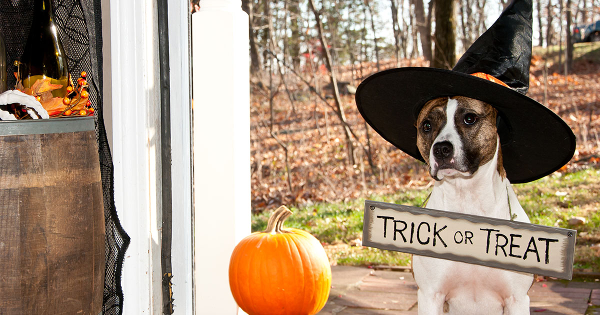 A dog standing on a doorstep next to a pumpkin wearing a witch's hat and sign around its neck that reads, 'Trick or Treat'.