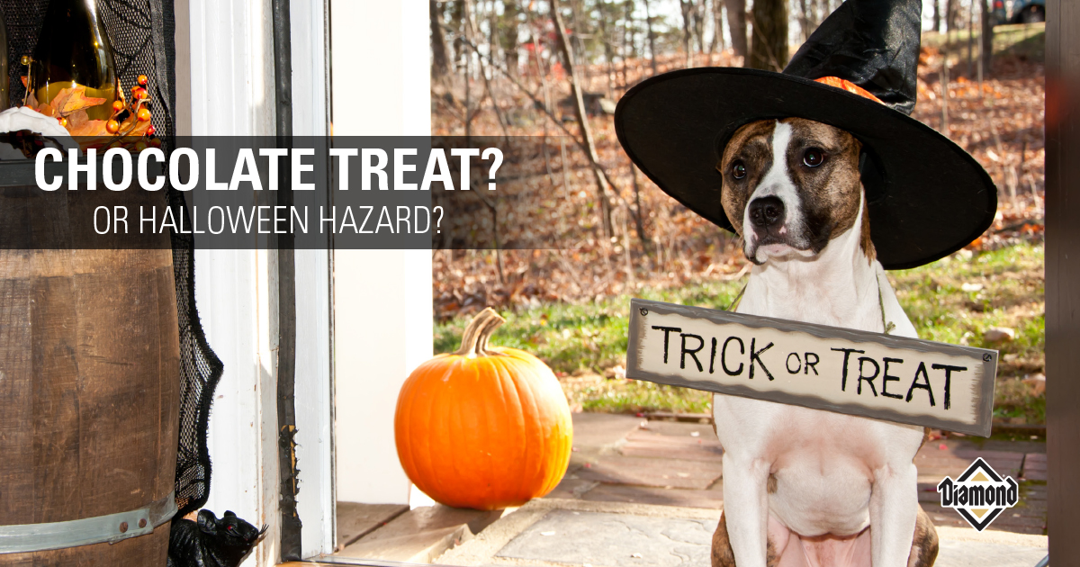 trick or treat why pets shouldnt eat chocolate diamond diamond how much chocolate is toxic to a dog