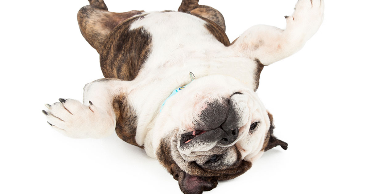 Bulldog Lying on Its Back | Diamond Pet Foods
