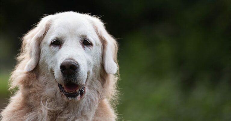 A close-up of an older golden retriever dog.