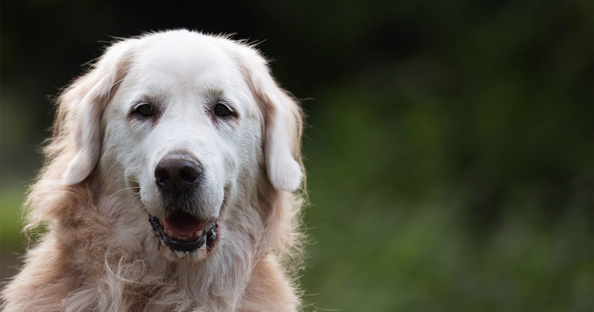 A close-up of an older golden retriever dog.
