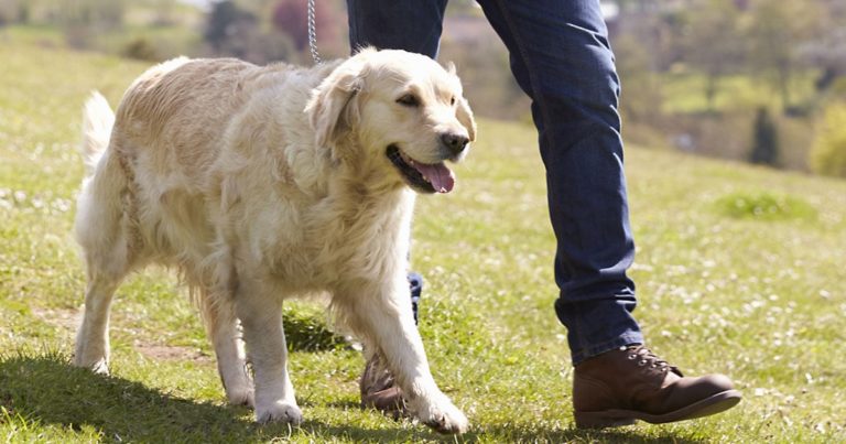 An overweight dog walking through the grass on a leash with its owner.